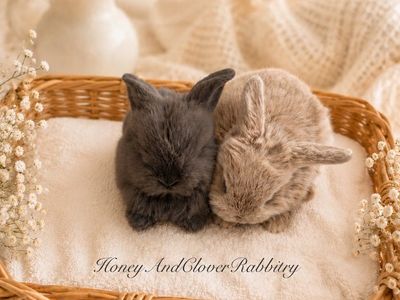 Purebred Holland Lop Baby Bunny Rabbits