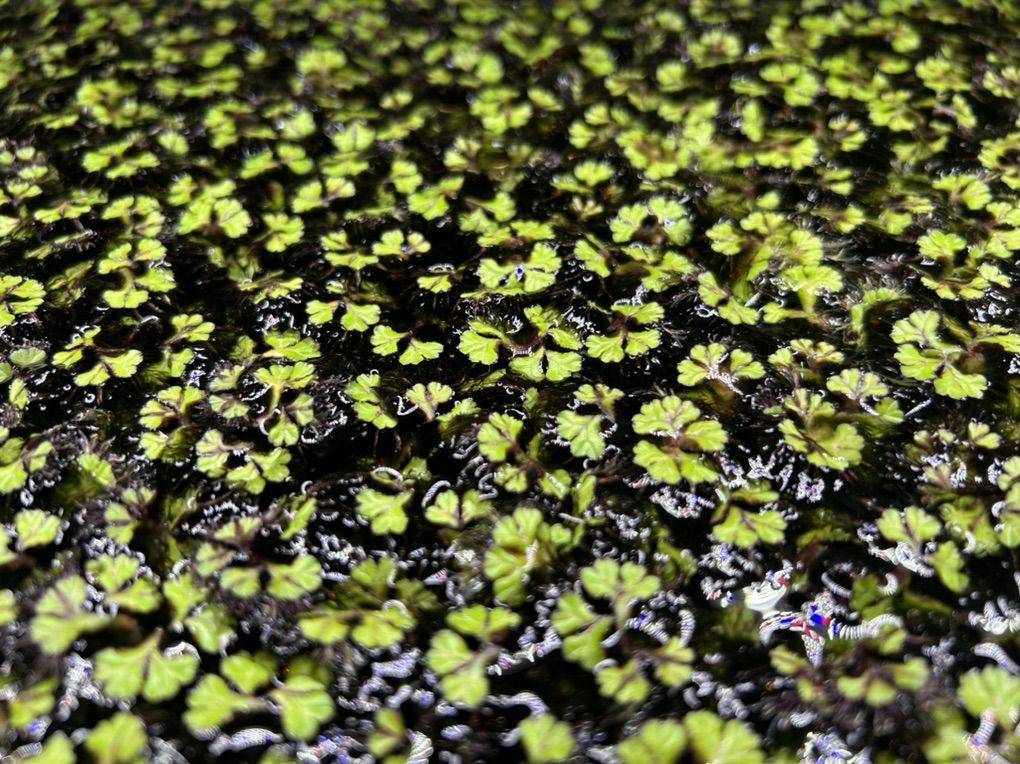 RARE Purple Riccia Floating Plants