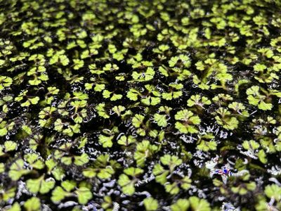 RARE Purple Riccia Floating Plants