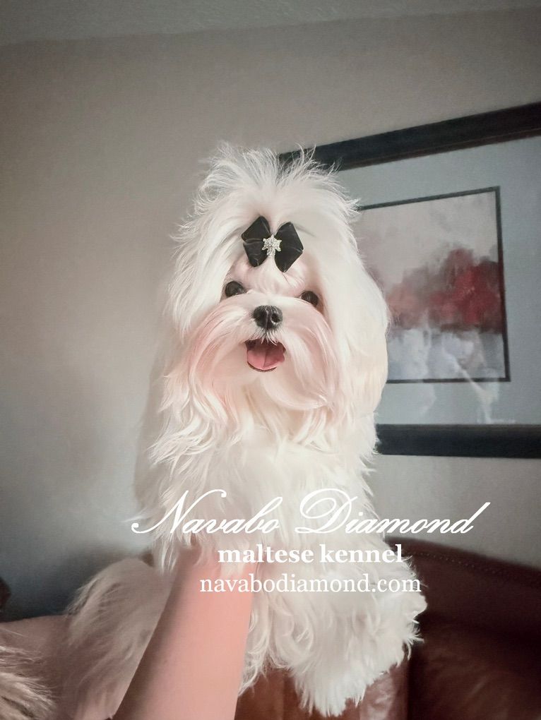 Maltese Boy Hilton .