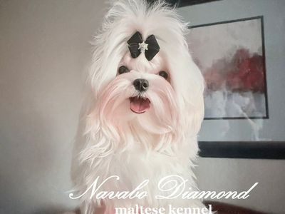 Maltese Boy Hilton .