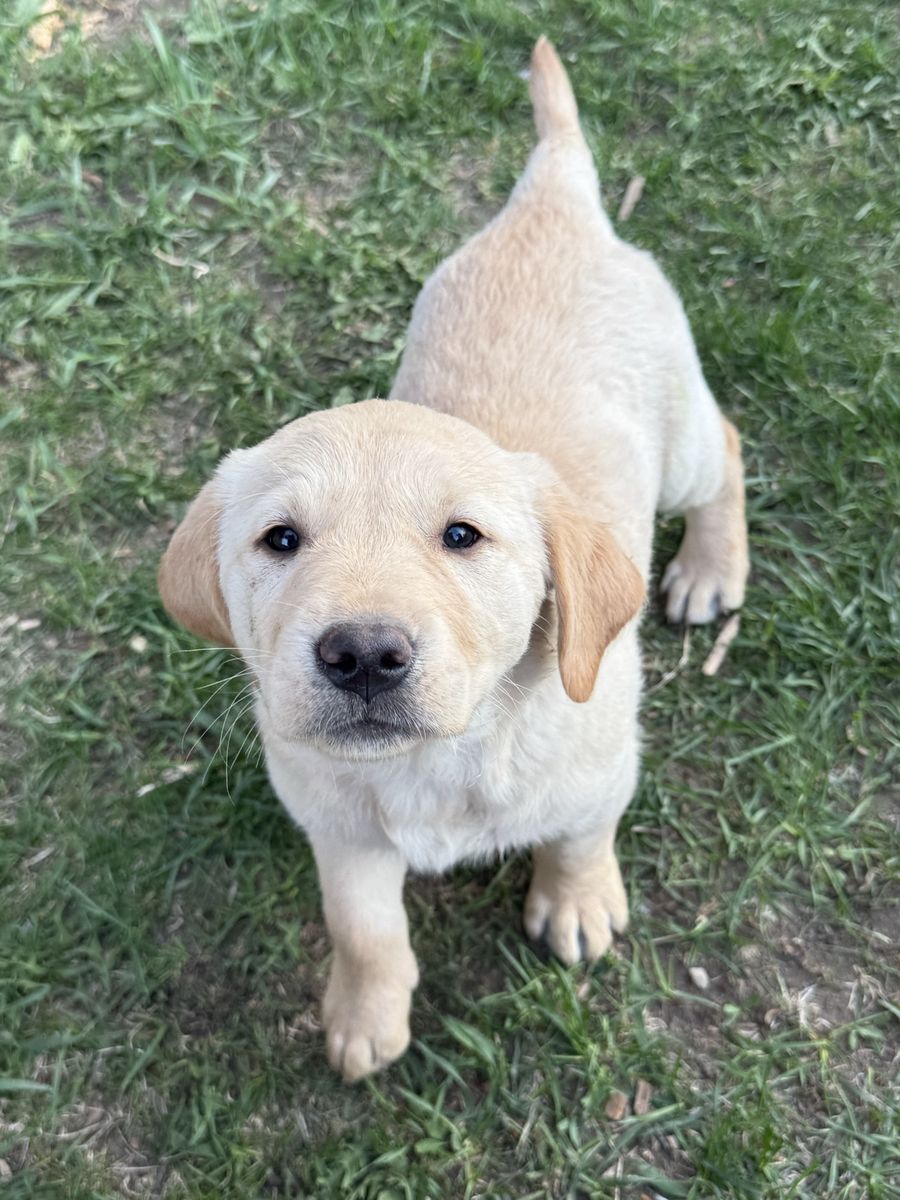 Golden Retriever/Lab puppies