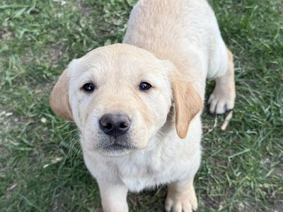 Golden Retriever/Lab puppies