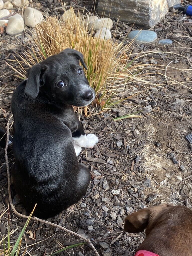 Rescue Chi-weenie Mix 11 Wks