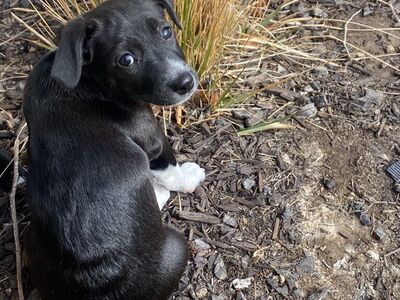 Rescue Chi-weenie Mix 11 Wks