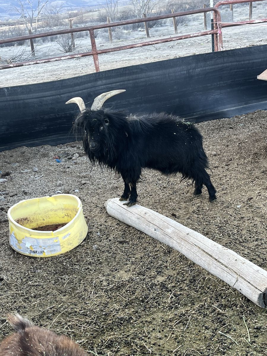 Stud Cashmere Goat Billy Goat
