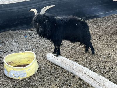 Stud Cashmere Goat Billy Goat