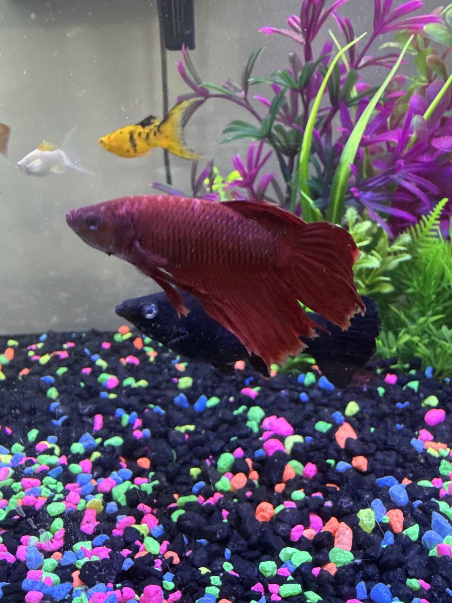 Betta