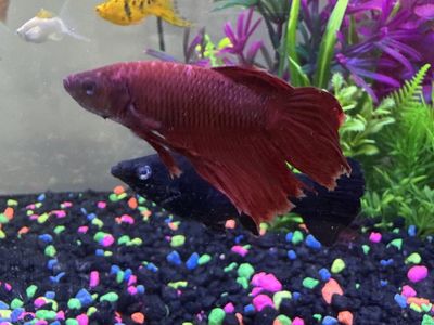 Betta