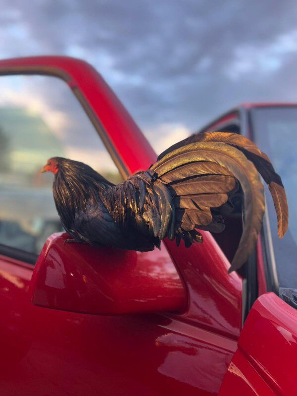 Azteca chicks for sale