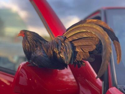 Azteca chicks for sale