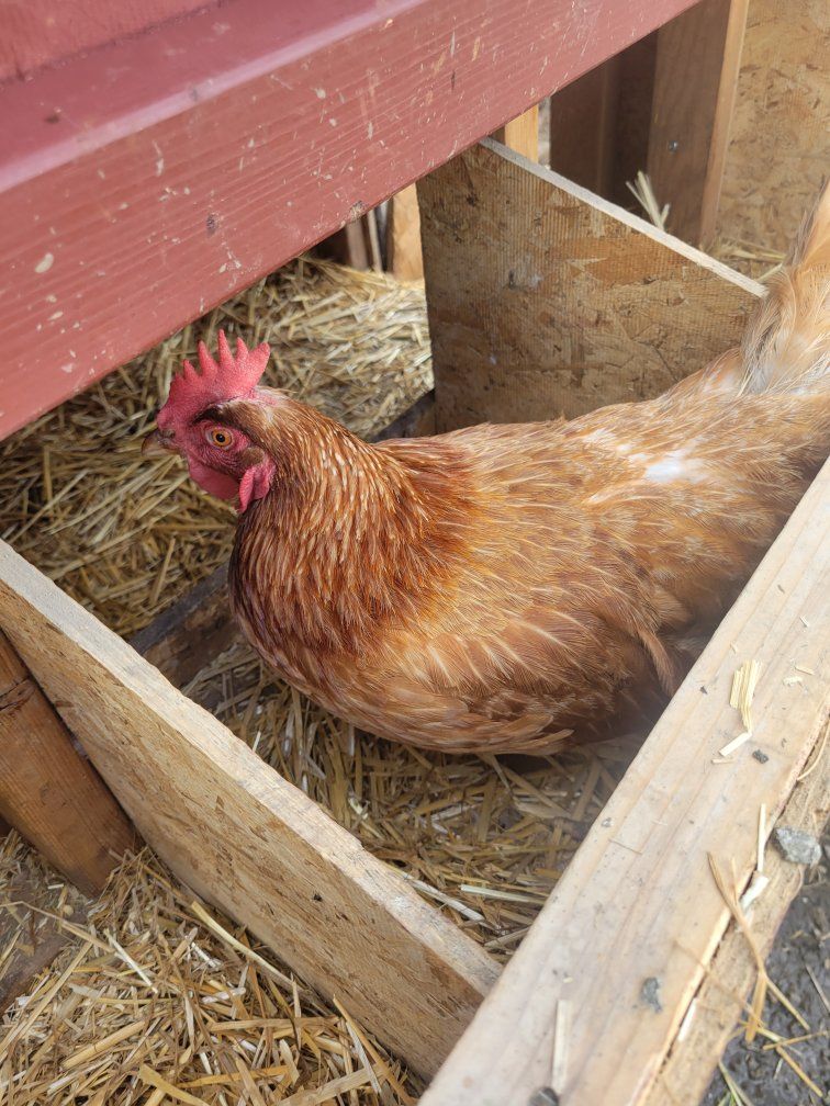 two 2 year old Golden Chicken Hen.