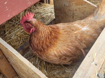 two 2 year old Golden Chicken Hen.
