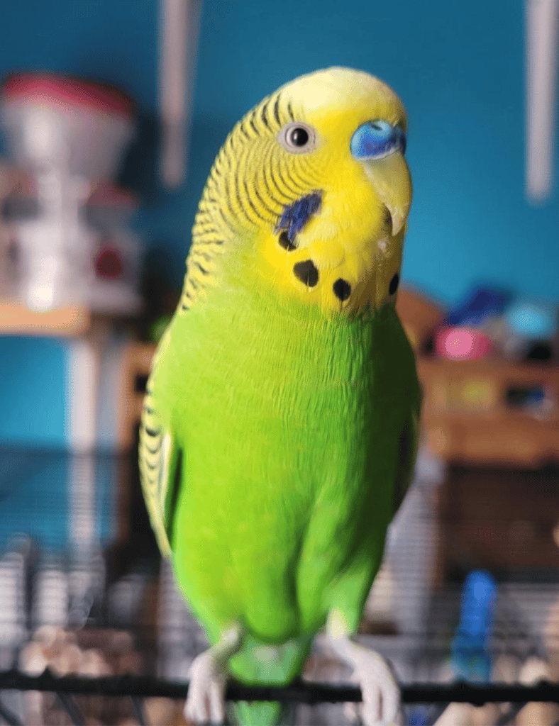Green and yellow parakeet 