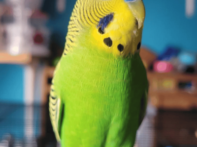 Green and yellow parakeet