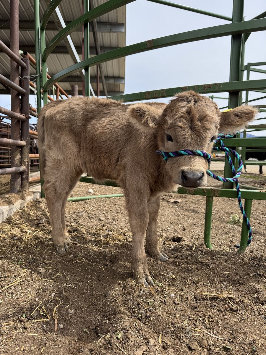 Mini Highland Heifer
