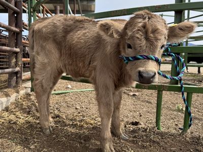 Mini Highland Heifer
