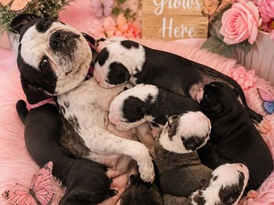 Beautiful Pug Puppies