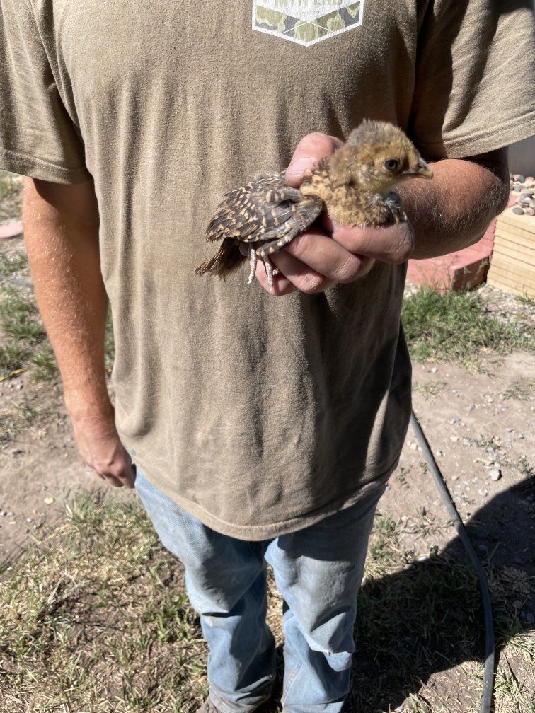 Red Golden, lady Amherst, Reeve's Pheasant Chicks