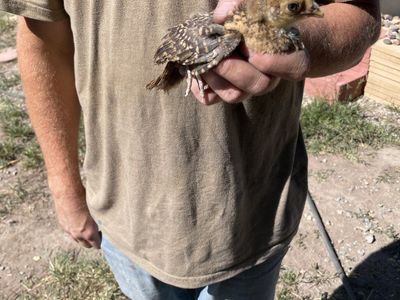 Red Golden, lady Amherst, Reeve's Pheasant Chicks