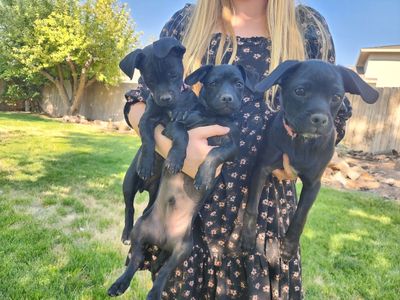 Puppies For Sale