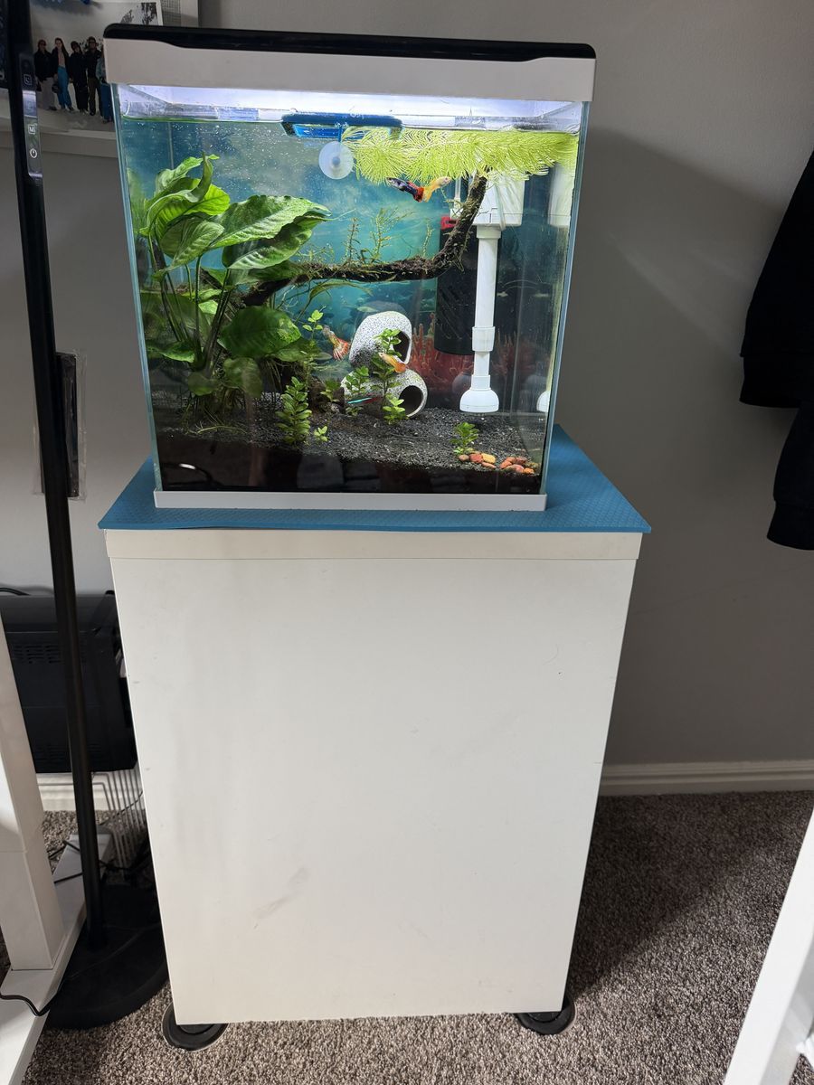 10 Gallon Aquarium/ fish tank with all Accessories and Pets