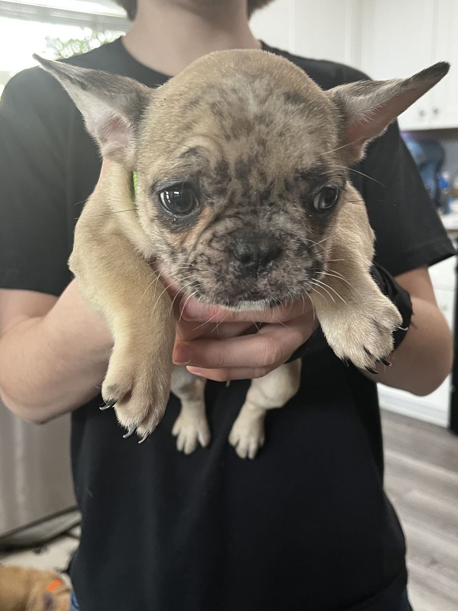 AKC FRENCH BULLDOG FEMALE