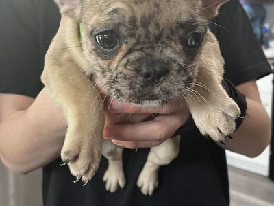 AKC FRENCH BULLDOG FEMALE