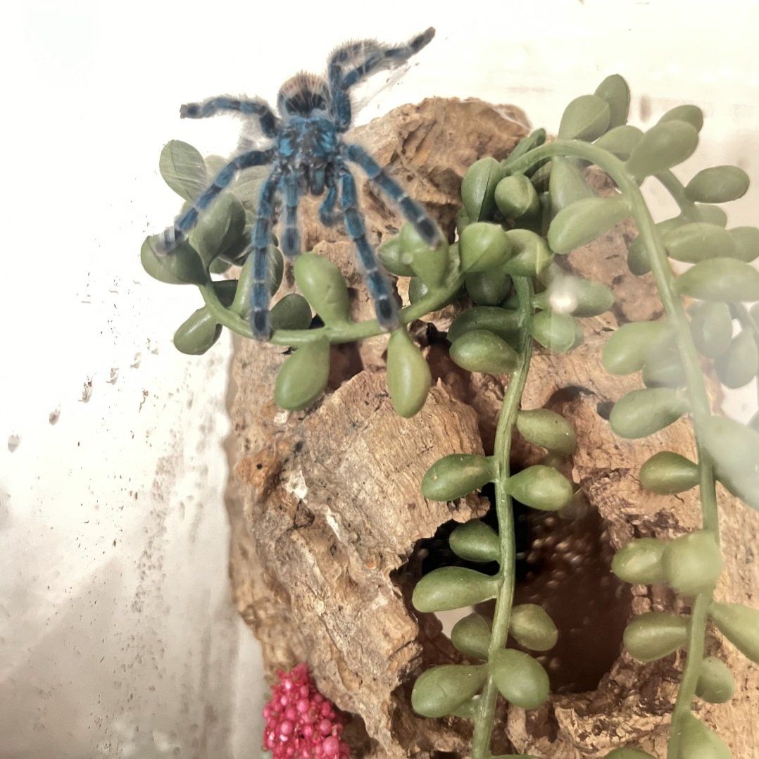 Caribena versicolor (Antilles pink toe) Tarantula juvenile