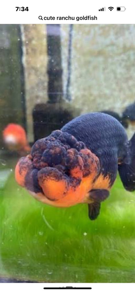 In Search Of lion head or Ranchu Goldfish
