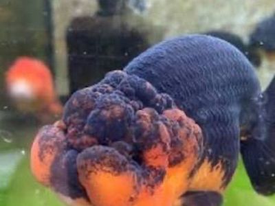 In Search Of lion head or Ranchu Goldfish