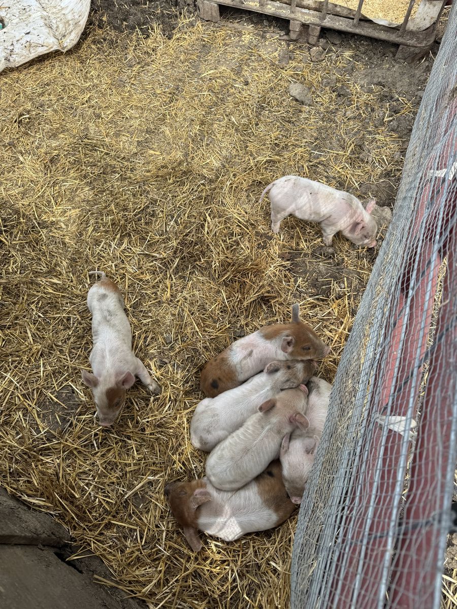 York/Hamp Cross Piglets