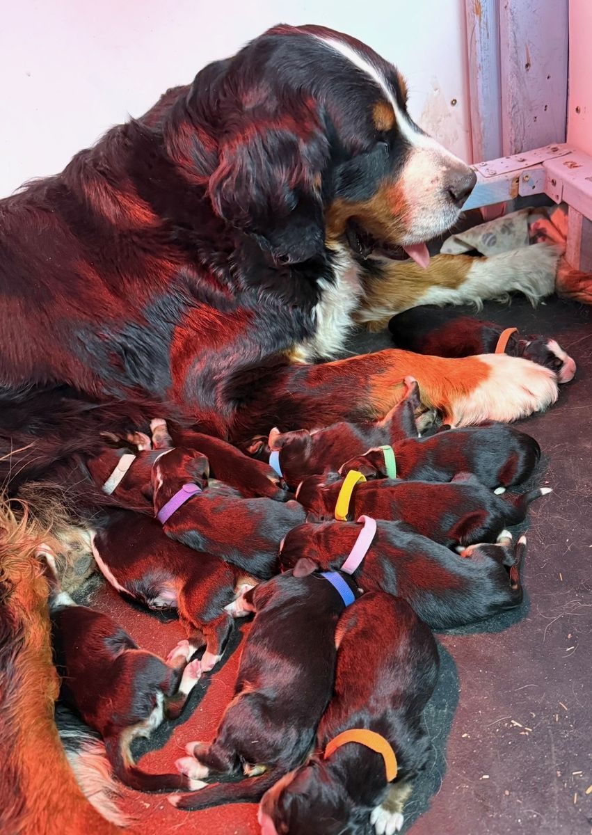 AKC BERNESE MOUNTAIN DOG PUPPY