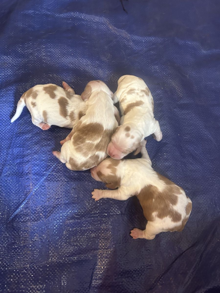 Brittany Spaniel Puppies