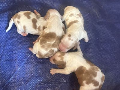 Brittany Spaniel Puppies