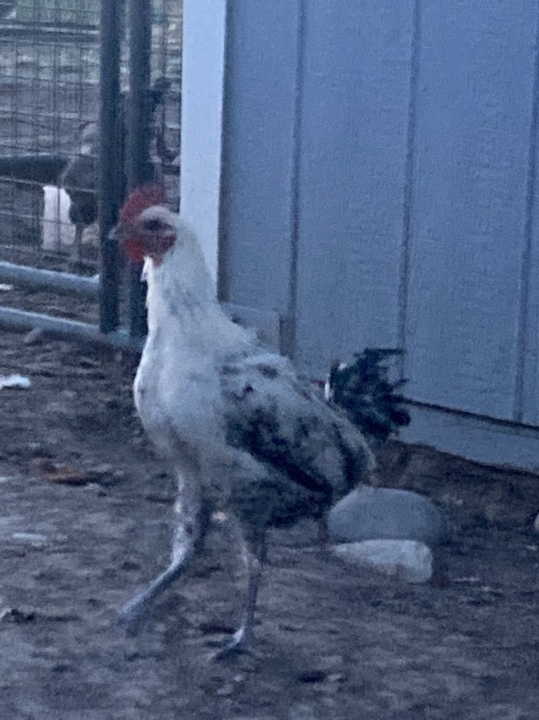 Egyptian Fayoumi Rooster - 3 months
