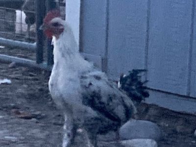 Egyptian Fayoumi Rooster - 3 months