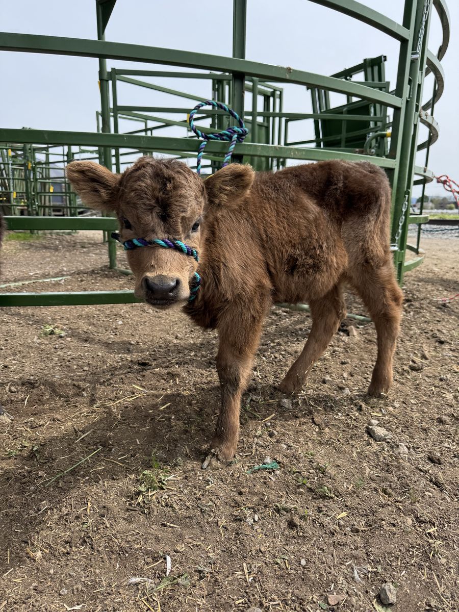 Mini Highland Heifer