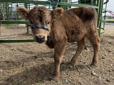 Mini Highland Heifer