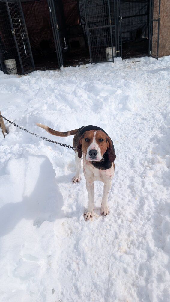 Walker coonhound