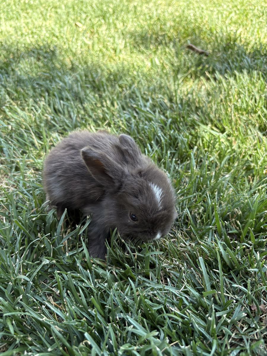 Holland Lop baby rabbits.   Ready by June 30, reserve yours today.  $25/baby