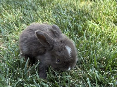 Holland Lop baby rabbits. Ready by June 30, reserve yours today. $25/baby
