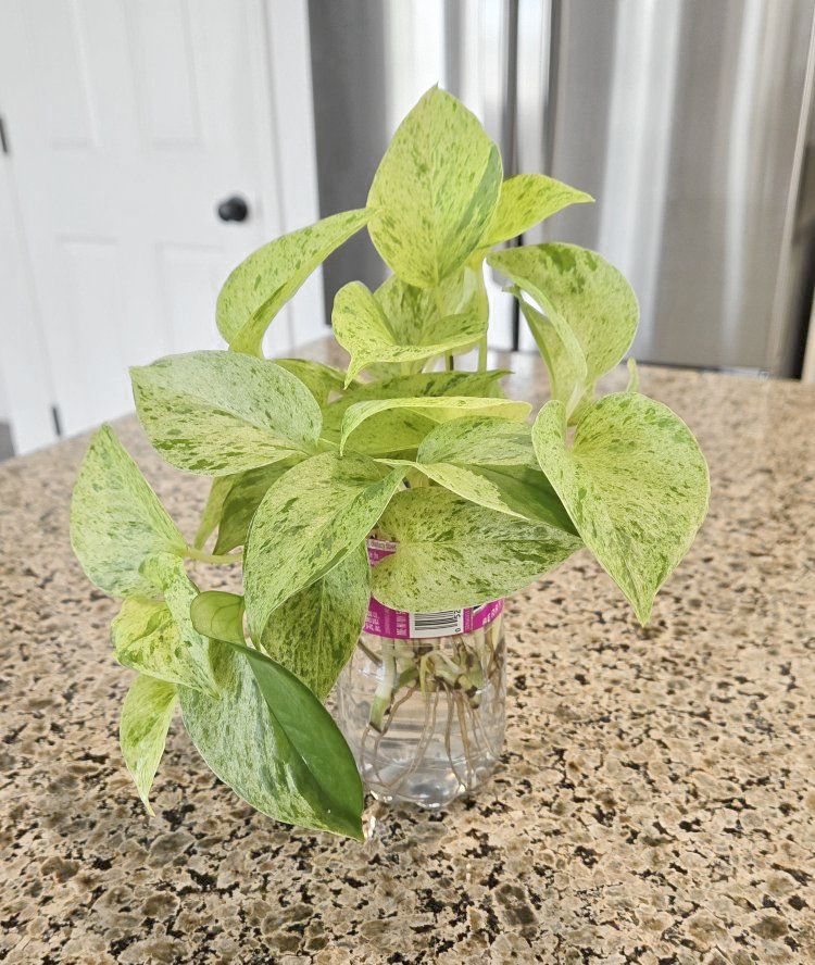 Snow Queen Pothos Plant Cuttings