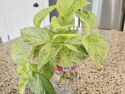 Snow Queen Pothos Plant Cuttings