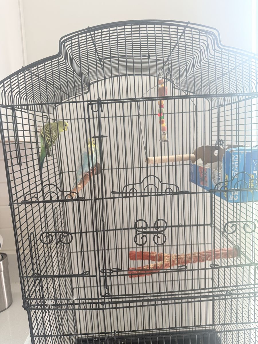 Pet Budgies / Parakeets with Large Cage and Accessories - Complete Setup