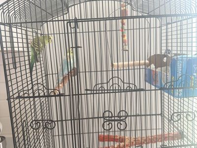 Pet Budgies / Parakeets with Large Cage and Accessories - Complete Setup