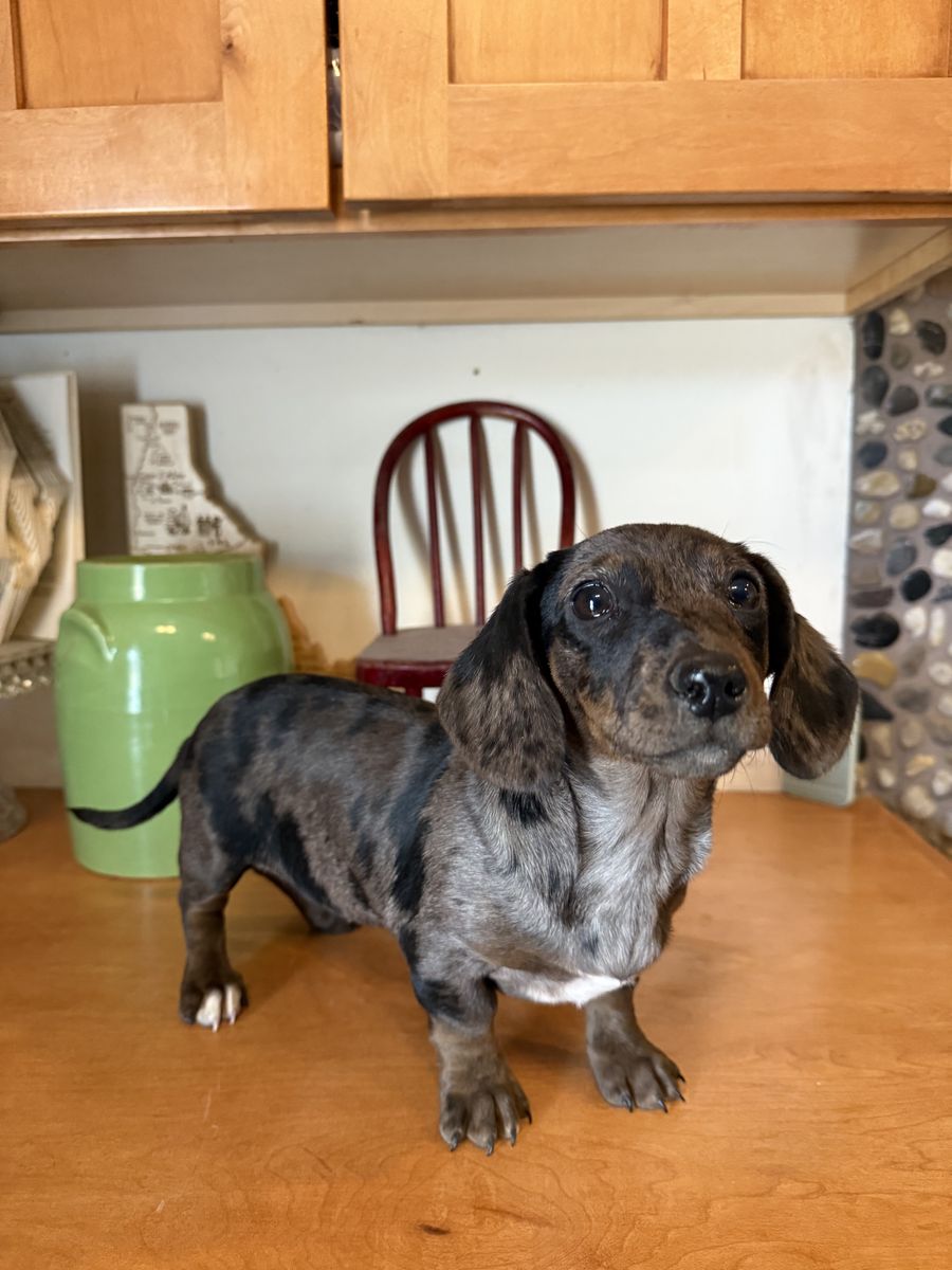 Dappled Female Miniature Dachshund