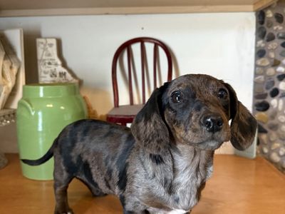 Dappled Female Miniature Dachshund