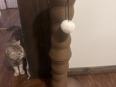 Costco cat scratcher brand new cat included