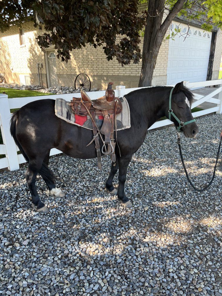 14 yr old Welsh pony